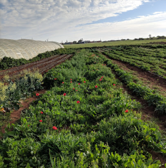 Vivez une Expérience Unique à la Ferme Bleue – Cueillette de Fruits et Légumes en Famille !