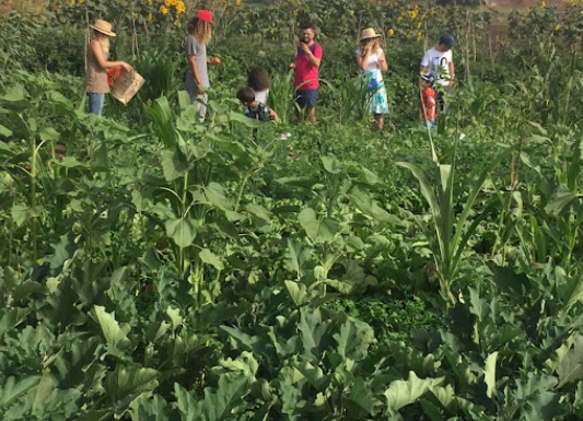 Vivez une Expérience Unique à la Ferme Bleue – Cueillette de Fruits et Légumes en Famille !