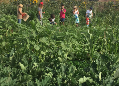 Vivez une Expérience Unique à la Ferme Bleue – Cueillette de Fruits et Légumes en Famille !