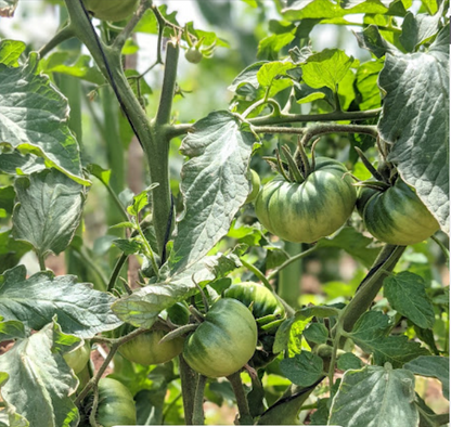Vivez une Expérience Unique à la Ferme Bleue – Cueillette de Fruits et Légumes en Famille !